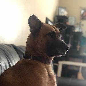 Meet your Posher, Cheyenne